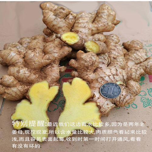 正宗云南2026年7月新鲜现挖罗平小黄姜母姜老姜老姜母月子姜生姜 - 图2