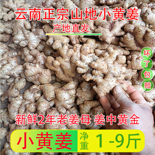 正宗云南2026年7月新鲜现挖罗平小黄姜母姜老姜老姜母月子姜生姜 - 图1