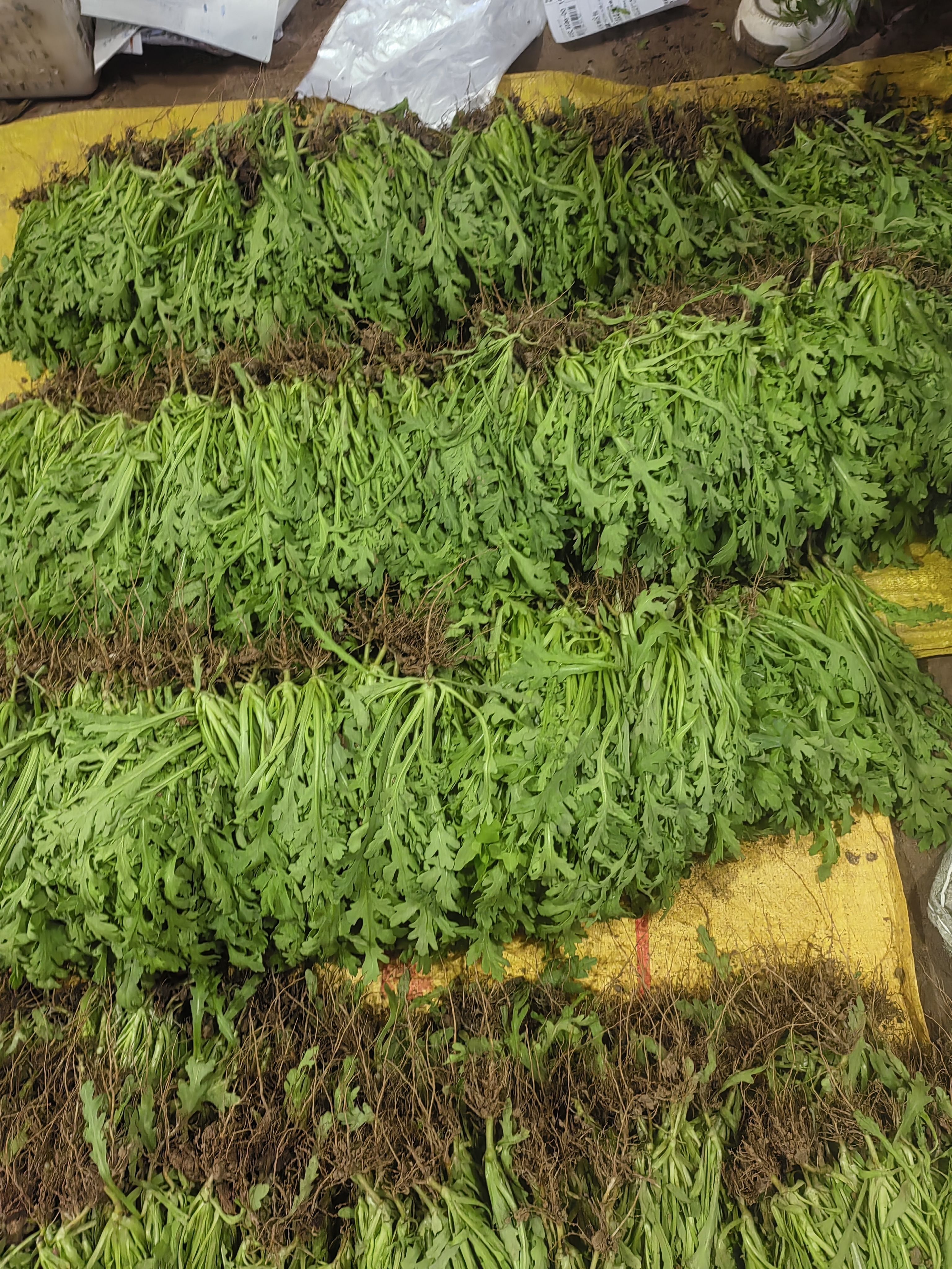 四川本地茼蒿苗带根带泥大棵大叶小叶皇帝菜秧苗新鲜蔬菜皇帝菜苗 - 图2