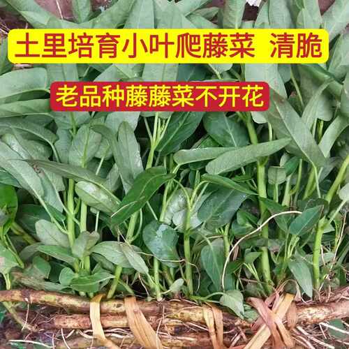 四川水藤藤菜爬藤牵藤大叶小叶尖叶柳叶新鲜空心菜老杆老品种老式 - 图0