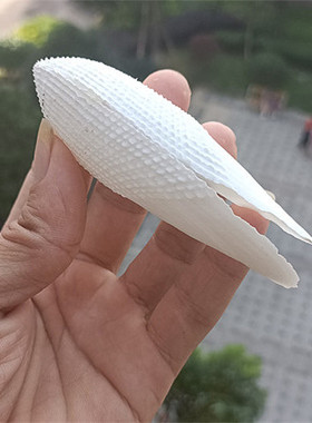 天然海螺贝壳天使之翼海鸥装饰品