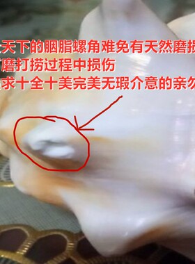 天然海螺贝壳胭脂螺玫瑰螺鱼缸造景装饰送人礼物收藏工艺品摆件