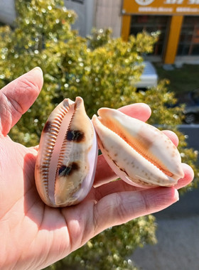 海螺贝壳鱼缸胭脂螺标本螺礼品