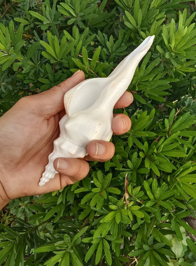 包邮天然海螺贝壳菊花石橱窗摆设