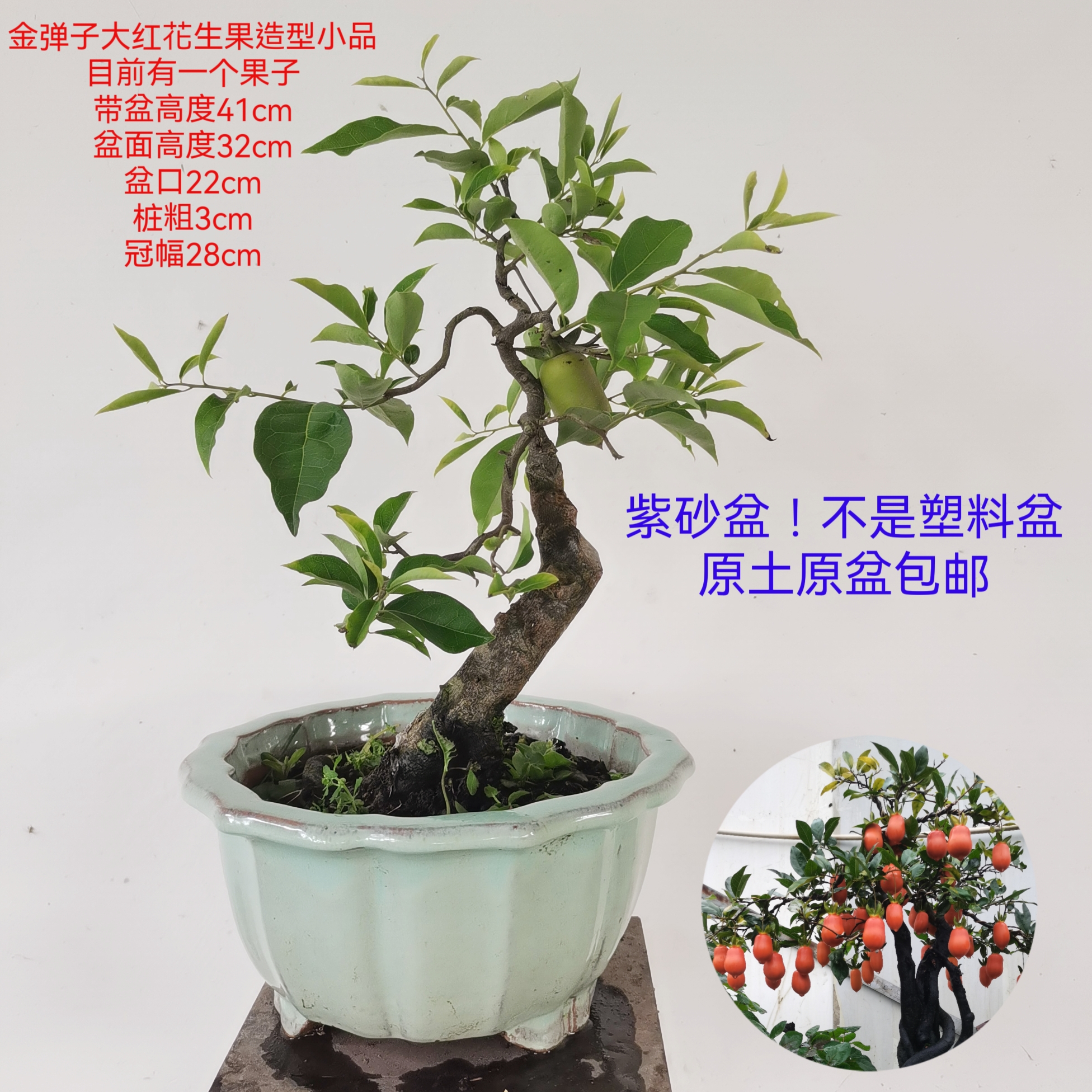 金弹子一物一拍原图发货造型嫁接带果品种年功老桩阳台熟桩盆景 - 图2