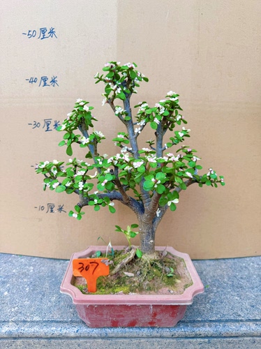 老桩金枝玉叶盆栽 绿植花卉多肉盆景马齿苋树客厅阳台观叶四季青 - 图1