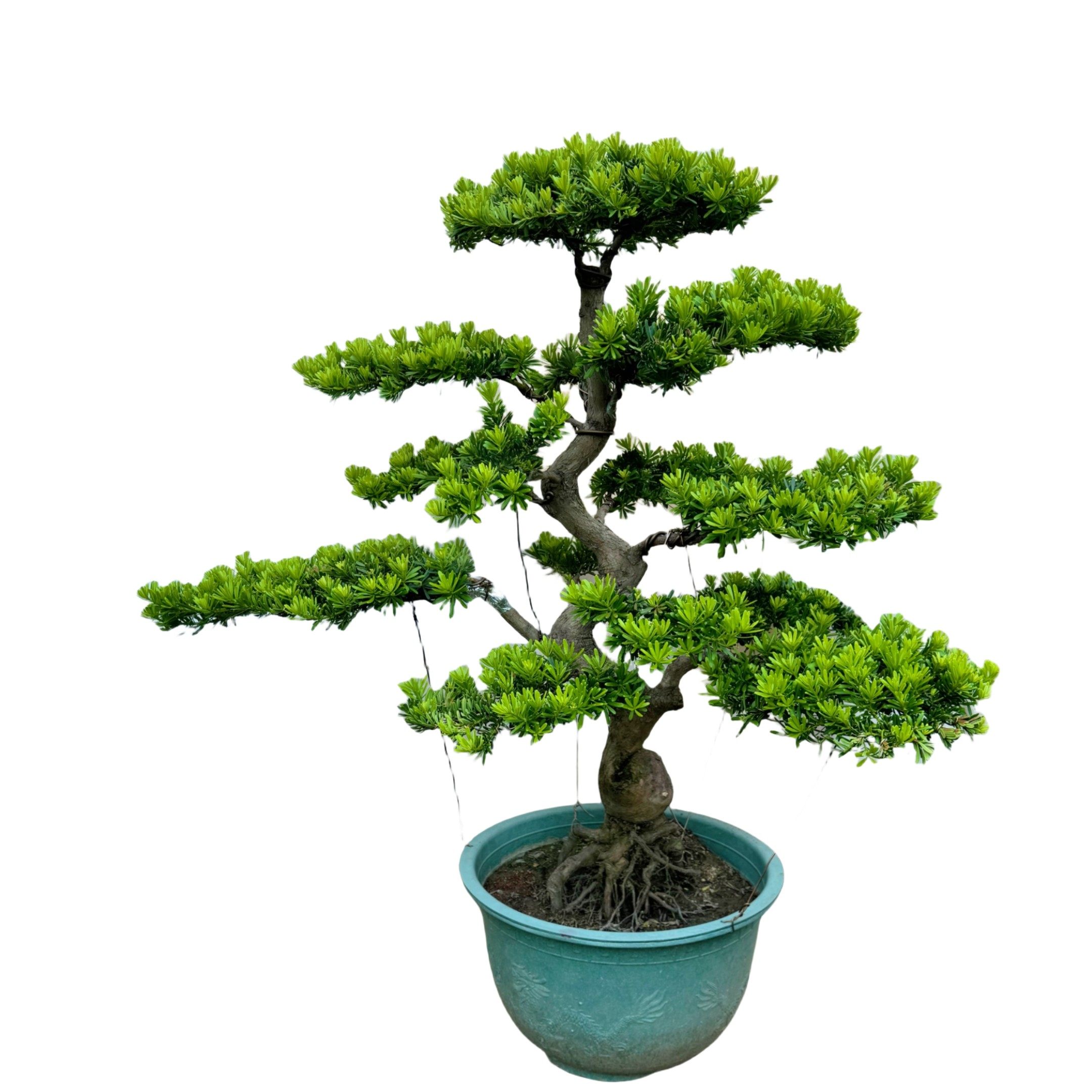 高端造型罗汉松盆景庭院大树老桩金钻雀舌罗汉松真树四季常青耐寒,淘宝优惠券,粉丝福利购,淘宝优惠卷