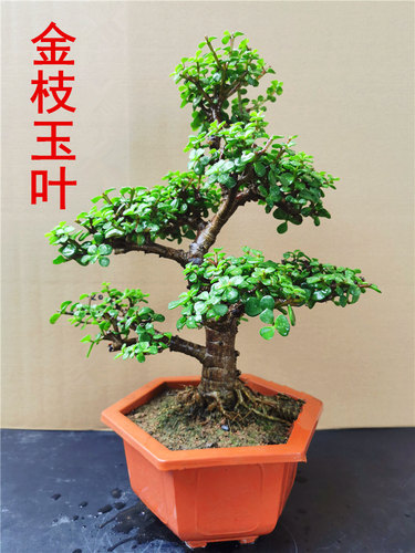 老桩金枝玉叶盆栽 绿植花卉多肉盆景马齿苋树客厅阳台观叶四季青 - 图3