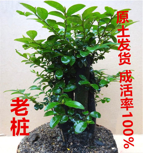 小叶紫檀盆景树桩室内阳台花卉盆栽绿植黑檀四季青客厅吸甲醛植物 - 图0