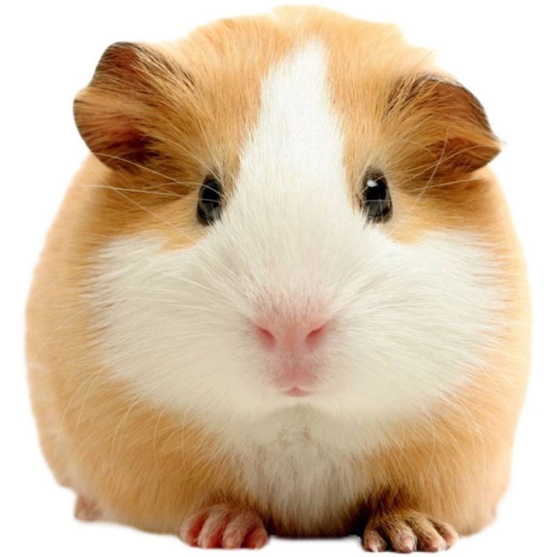 荷兰猪公仔活体已打疫苗温顺宠物豚鼠天竺鼠活物小宠物兔子活体,淘宝优惠券,粉丝福利购,淘宝优惠卷