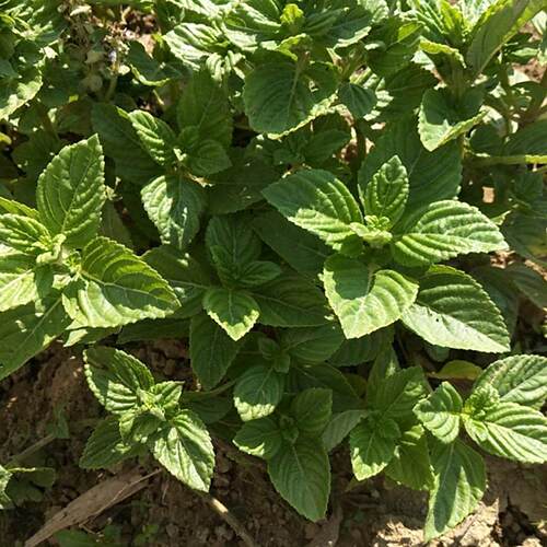 广东传统自制甜品小吃新鲜绿凉粉草 神仙人草 烧仙草原料现摘发货 - 图3