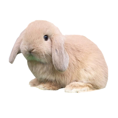 迷你兔子纯种荷兰垂耳兔活体侏儒兔小体型茶杯兔活兔宠物兔子活物 - 图1