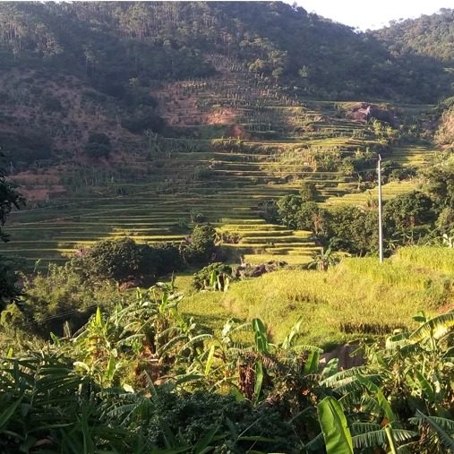 高山有机方式种植农家超甜芝麻香蕉新鲜水果自然熟无添加孕宝辅食,淘宝优惠券,粉丝福利购,淘宝优惠卷