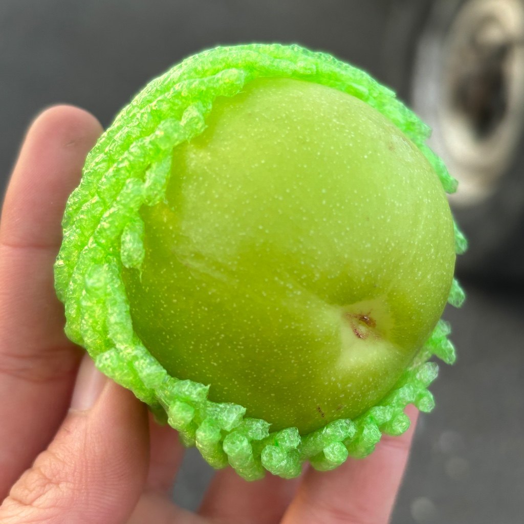 云南西双版纳珍珠蜜枣新鲜当季苹果青枣脆甜水果礼盒顺丰北京发,淘宝优惠券,粉丝福利购,淘宝优惠卷