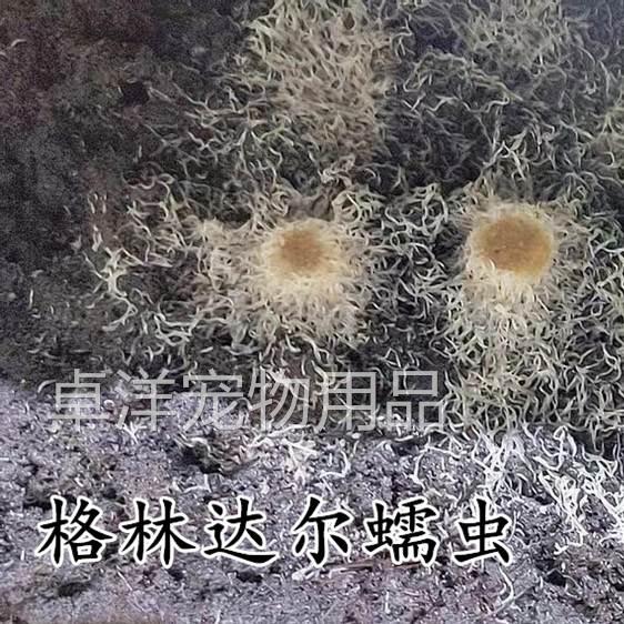 白线虫格林达尔蠕虫醋虫汽水微虫活体饲料高蛋白斗鱼金鱼小鱼开口-图0