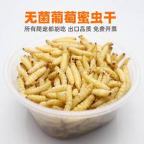 Sterile Grapes Mane Worm Dry Corn Paclidae Dry Patron Lizard Uglans ID Honey Bag of Angular Frog Food Lions