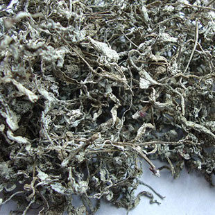 土茶苗 盆栽植物 藤茶苗 莓茶 龙须茶 显齿蛇葡萄 福建客家三明 - 图3