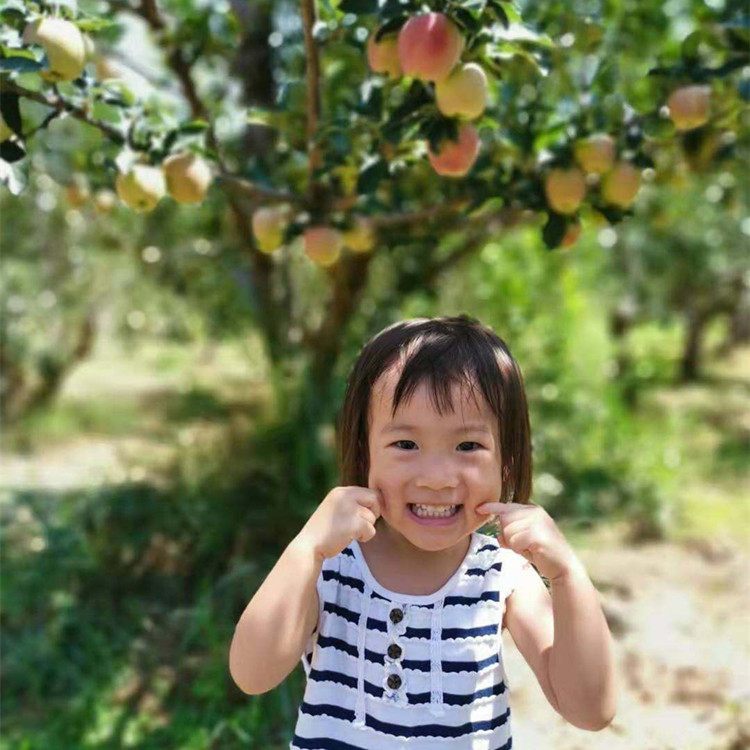 山西隰县红星苹果现摘新鲜粉面沙苹果宝宝老人吃的婴儿刮泥水果,淘宝优惠券,粉丝福利购,淘宝优惠卷
