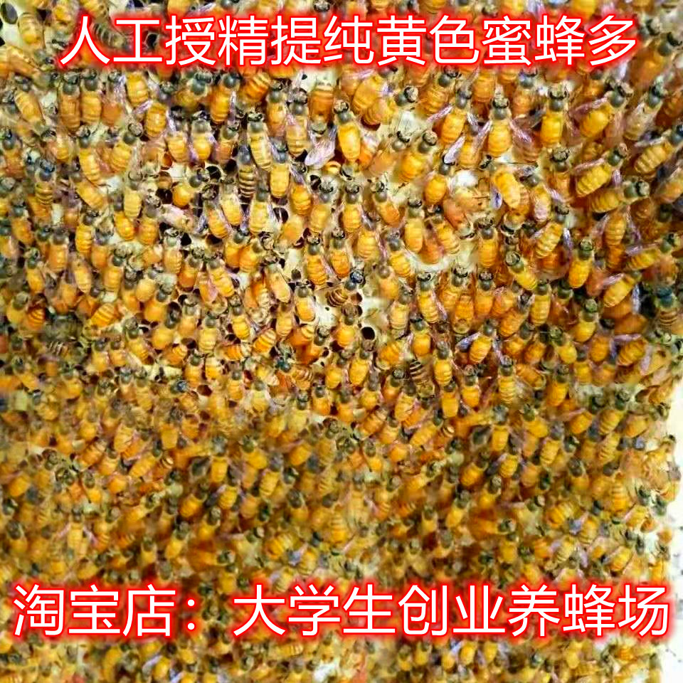 广西中蜂王纯种红背开产阿坝双色仓王黑色土蜂产卵蜜蜂活体伏牛王 - 图0