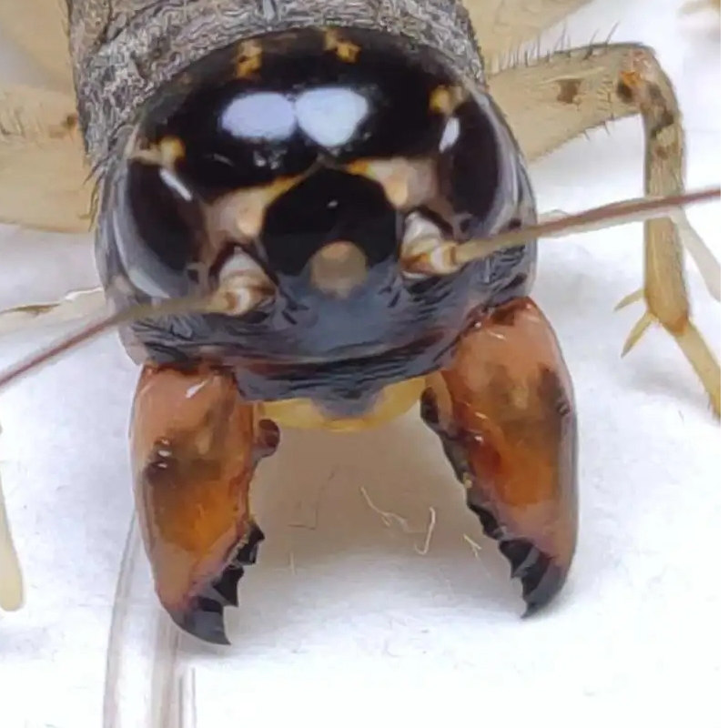 山东蟋蟀斗蛐蛐冬版白虫公虫活体鸣虫仿秋长衣翅子,淘宝优惠券,粉丝福利购,淘宝优惠卷