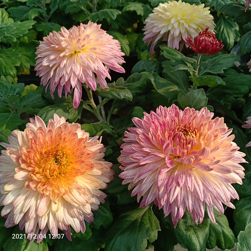 菊花盆栽牡丹菊龙爪菊秋菊大菊花阳台庭院耐寒多年生宿根花卉包邮-图2