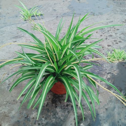 金边吊兰金心吊兰盆栽室内垂吊植物阳台庭院多年生绿植花卉包邮 - 图2