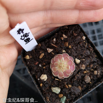弗洛里捕虫堇吃虫多肉植物盆栽食虫草稀有食肉优品萌花卉 虎窝淘