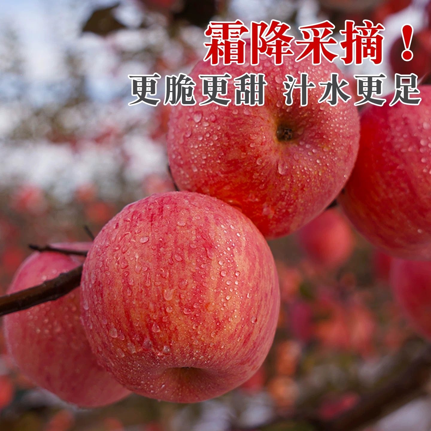 正宗陕西洛川苹果新鲜水果当季红富士冰糖心特级包甜整箱包邮大果,淘宝优惠券,粉丝福利购,淘宝优惠卷