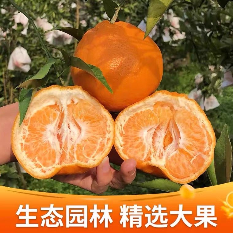 正宗四川春见耙耙柑粑粑柑杷杷柑新鲜水果整箱当季丑桔子顺丰包邮,淘宝优惠券,粉丝福利购,淘宝优惠卷