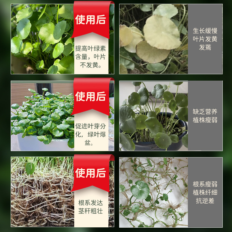 铜钱草浓缩营养液专用水培养花金钱草家用盆栽植物通用营养水溶液,淘宝优惠券,粉丝福利购,淘宝优惠卷