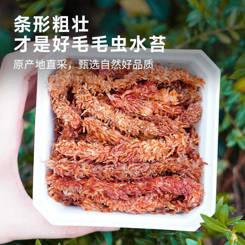 毛毛虫水苔干水苔蝴蝶兰专用智利进口苔藓乌龟造景土兰花专用植料,淘宝优惠券,粉丝福利购,淘宝优惠卷