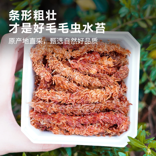 毛毛虫水苔干水苔蝴蝶兰专用智利进口苔藓乌龟造景土兰花专用植料 - 图0