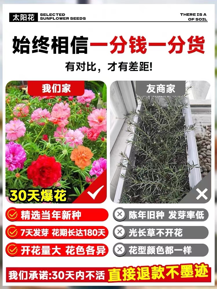 重瓣太阳花种子室内外阳台盆栽植物花卉易活四季播种开花野花种籽