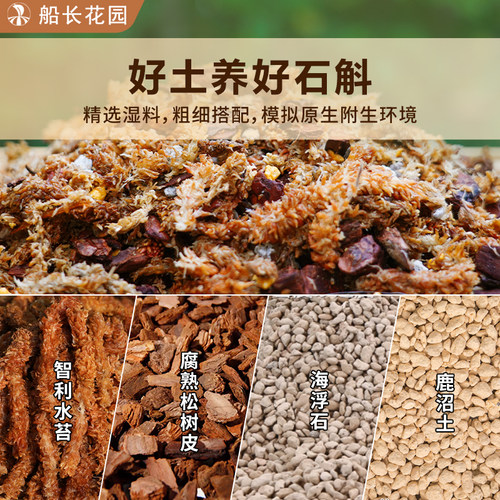 石斛兰专用土青苔松鳞树皮毛毛虫水苔柱混合植料文心兰蝴蝶兰花土 - 图2