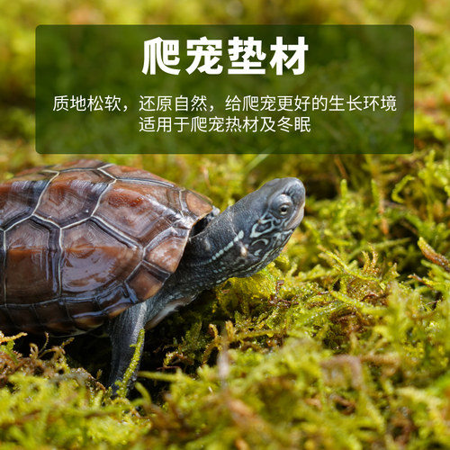 干苔藓天然优质青苔蝴蝶兰花专用水苔石斛种植营养土爬宠乌龟垫材 - 图3