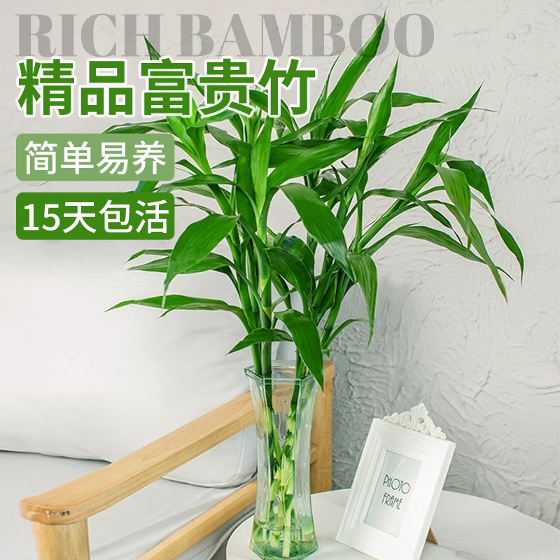 富贵竹水培植物带根室内盆栽客厅好养四季花卉节节高发招财观音竹