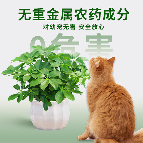 hb101植物活力素日本花卉绿萝多肉盆栽专用绿植营养活力液家用 - 图2