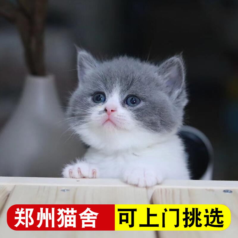 英短蓝猫蓝白幼猫宠物活物猫咪加菲猫布偶小猫折耳缅因美短暹罗-图1