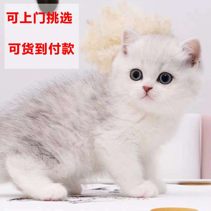 天津猫舍英短幼猫渐层美短加白曼基康矮脚猫曼赤肯猫短腿猫拿破仑-图1