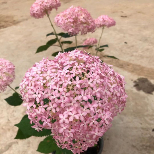 木本绣球无敌贝拉安娜3-4年地栽老桩耐寒耐晒花卉庭院植物绣球花 - 图3