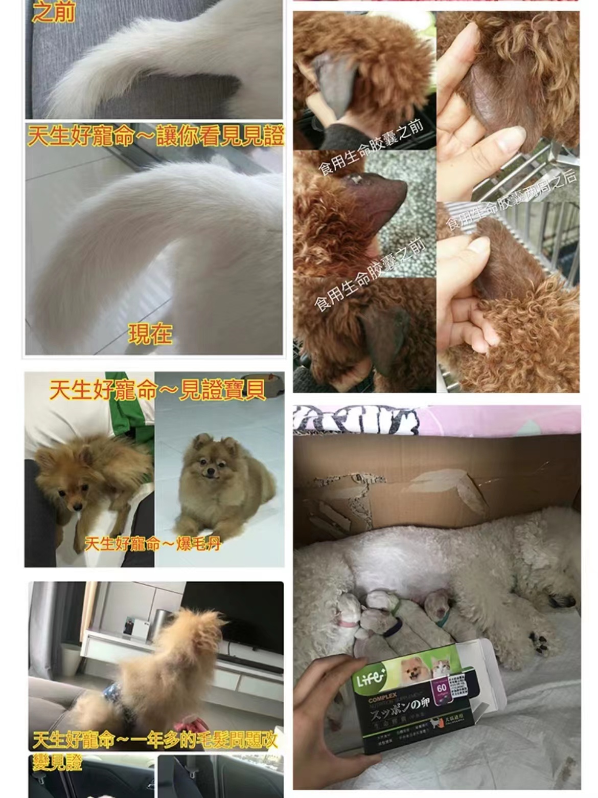 虎杨生命胶囊狗猫通用甲鱼蛋狗毛爆毛皮肤病辅助康复修复呵护毛囊-图1