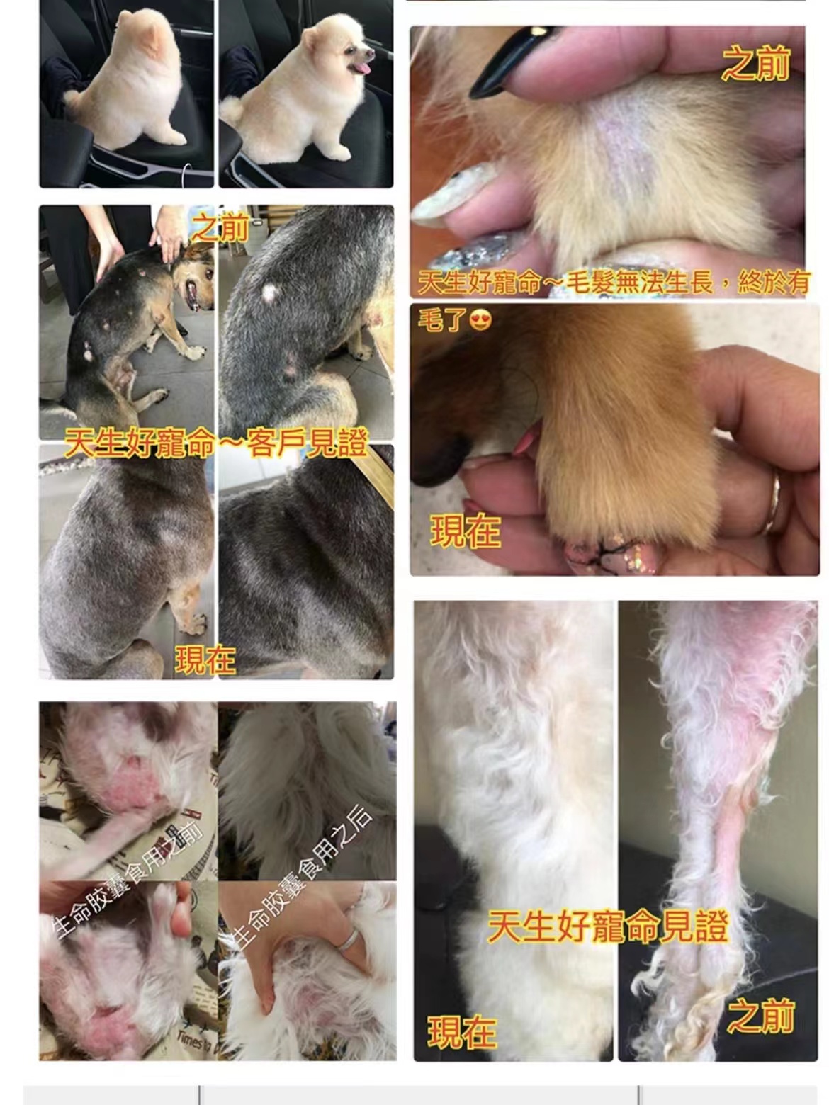 虎杨生命胶囊狗猫通用甲鱼蛋狗毛爆毛皮肤病辅助康复修复呵护毛囊 - 图2