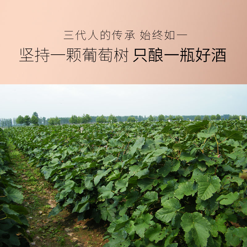 慕拉旗舰店MOULA慕拉冰红葡萄酒双只装冰酒甜酒水果酒赤霞珠红酒甜型国产酒3