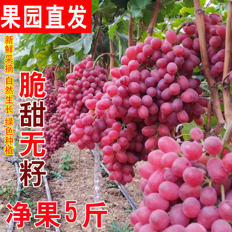 顺丰包邮克伦生葡萄新鲜新疆无籽红提小蜜蜂红宝石脆甜无核整箱 - 图0