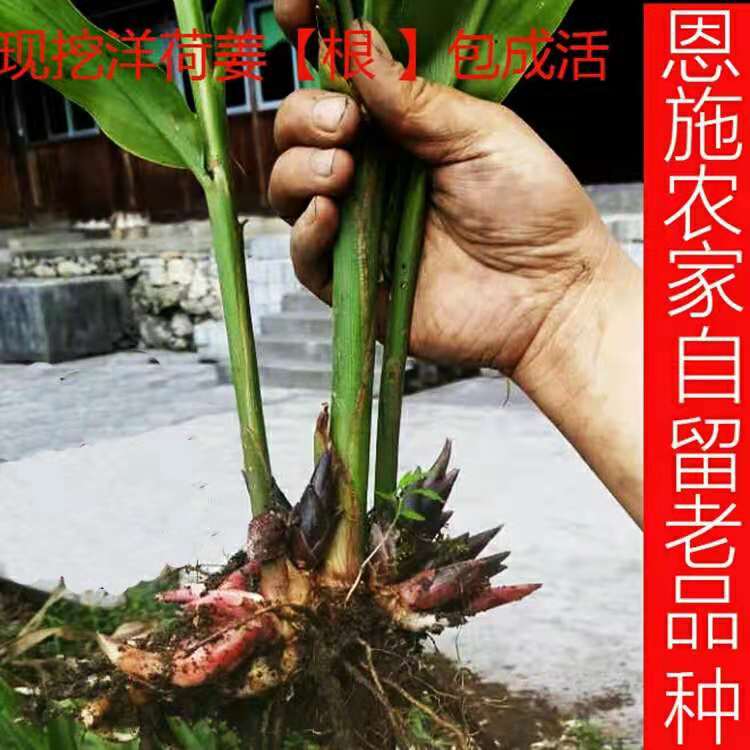 阳荷姜种苗阳荷姜种根洋荷姜种苗洋河种苗阳荷种根1斤阳荷种苗