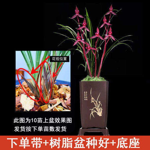 春剑铭品【带花苞】东方红兰花苗浓香型室内办公室绿植盆栽花卉 - 图3