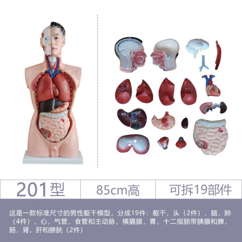 躯干模型人体内脏胸腹部器官解剖男性女性心肝脾肺肾五脏六腑结构 - 图0