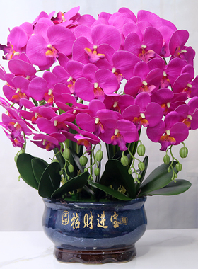假花特大号仿真手感PU蝴蝶兰花客厅摆设电视柜玄关店铺开业装饰花
