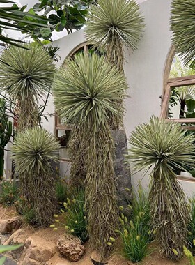 仿真稻草人龙舌兰绿植盆栽造景