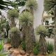 Simulated scarecrow agave green plant potted landscaping